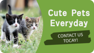 Twitter推文卡片广告